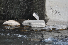 Nycticorax nycticorax