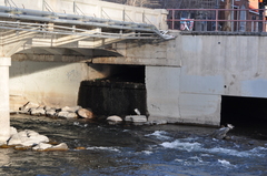 Nycticorax nycticorax