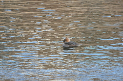 Lophodytes cucullatus