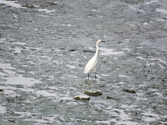 Egretta thula