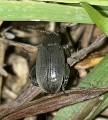 Pachymerus nucleorum