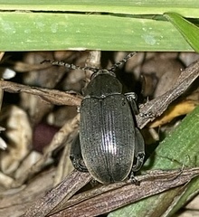 Pachymerus nucleorum