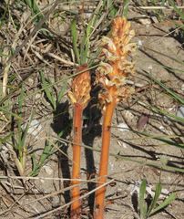 Orobanche litorea
