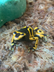 Dendrobates leucomelas