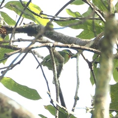 Psilopogon mystacophanos