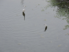 Egretta thula