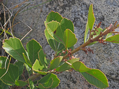 Searsia cuneifolia