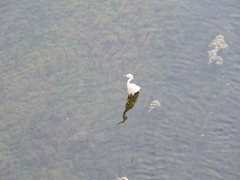 Egretta thula