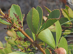 Searsia cuneifolia