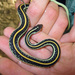 Western Ribbon Snake - Photo (c) GregTheBusker, some rights reserved (CC BY)