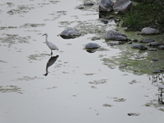 Egretta thula