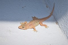 Hemidactylus murrayi