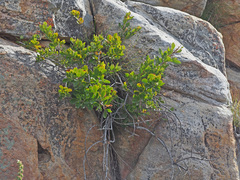 Searsia cuneifolia