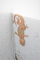 Hemidactylus murrayi