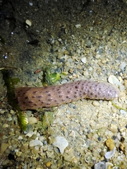 Veretillum