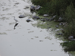Egretta thula