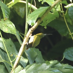 Arachnothera modesta