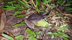 Leptodactylus poecilochilus