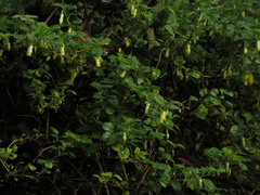 Salpichroa tristis