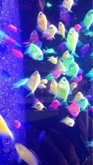 Gymnocorymbus ternetzi