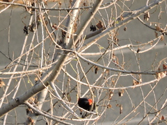 Agelaius phoeniceus