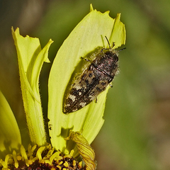 Acmaeodera hepburnii