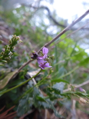 Arabis rosea