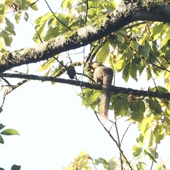 Callosciurus notatus