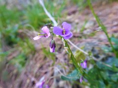 Arabis rosea