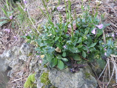 Arabis rosea