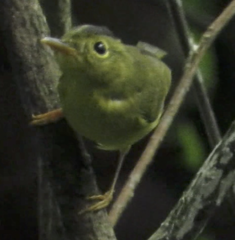 Phylloscopus burkii