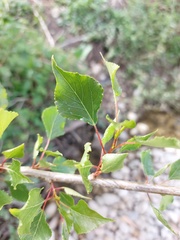 Populus nigra