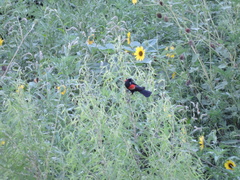 Agelaius phoeniceus