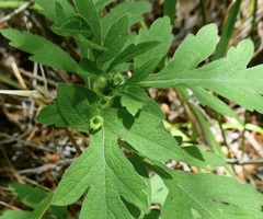 Contarinia partheniicola