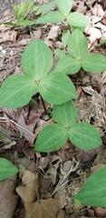Trillium viridescens