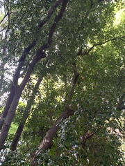 Ternstroemia gymnanthera