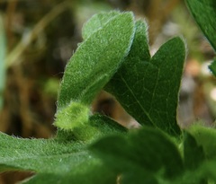 Contarinia partheniicola