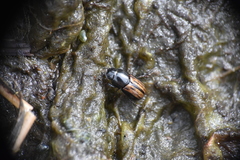 Liothorax alternatus