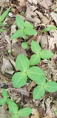 Trillium viridescens