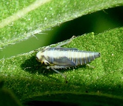 Graphocephala confluens