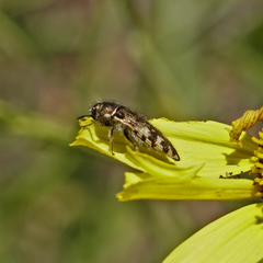 Acmaeodera hepburnii