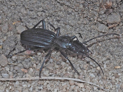 Gonogenia rugosopunctata