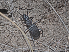Gonogenia rugosopunctata