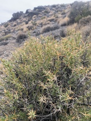 Hecastocleis shockleyi