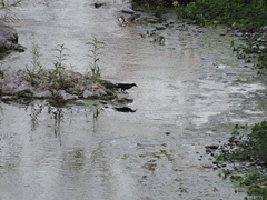 Quiscalus mexicanus