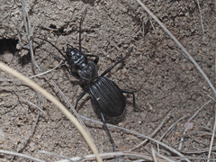 Gonogenia rugosopunctata