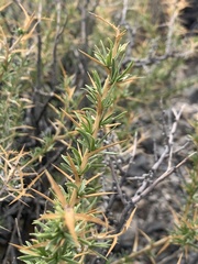 Hecastocleis shockleyi