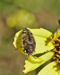Acmaeodera hepburnii