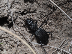 Gonogenia rugosopunctata