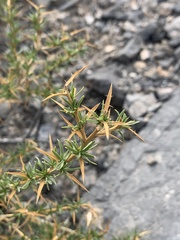 Hecastocleis shockleyi